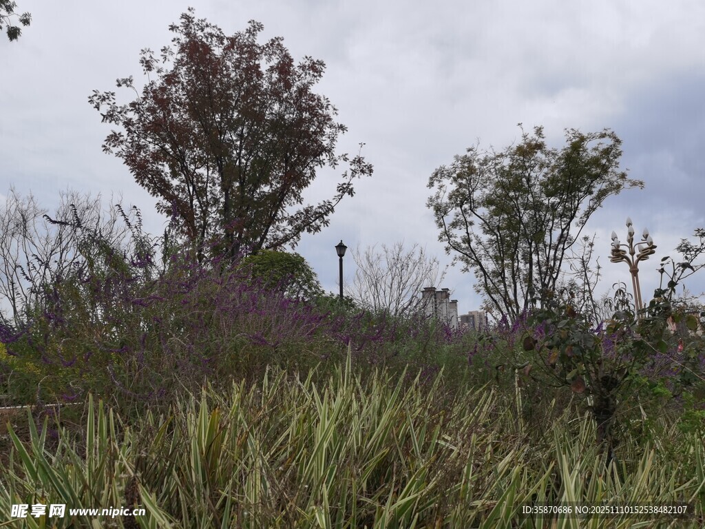 野外草木与树木景观