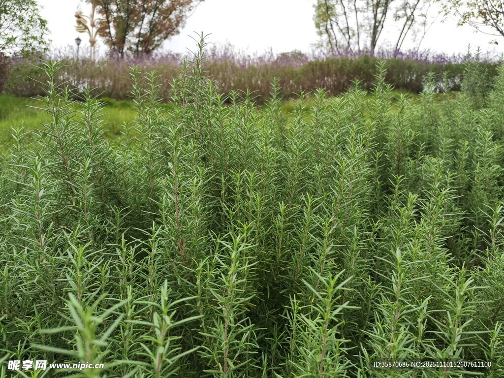 野外繁茂的绿色植物景观