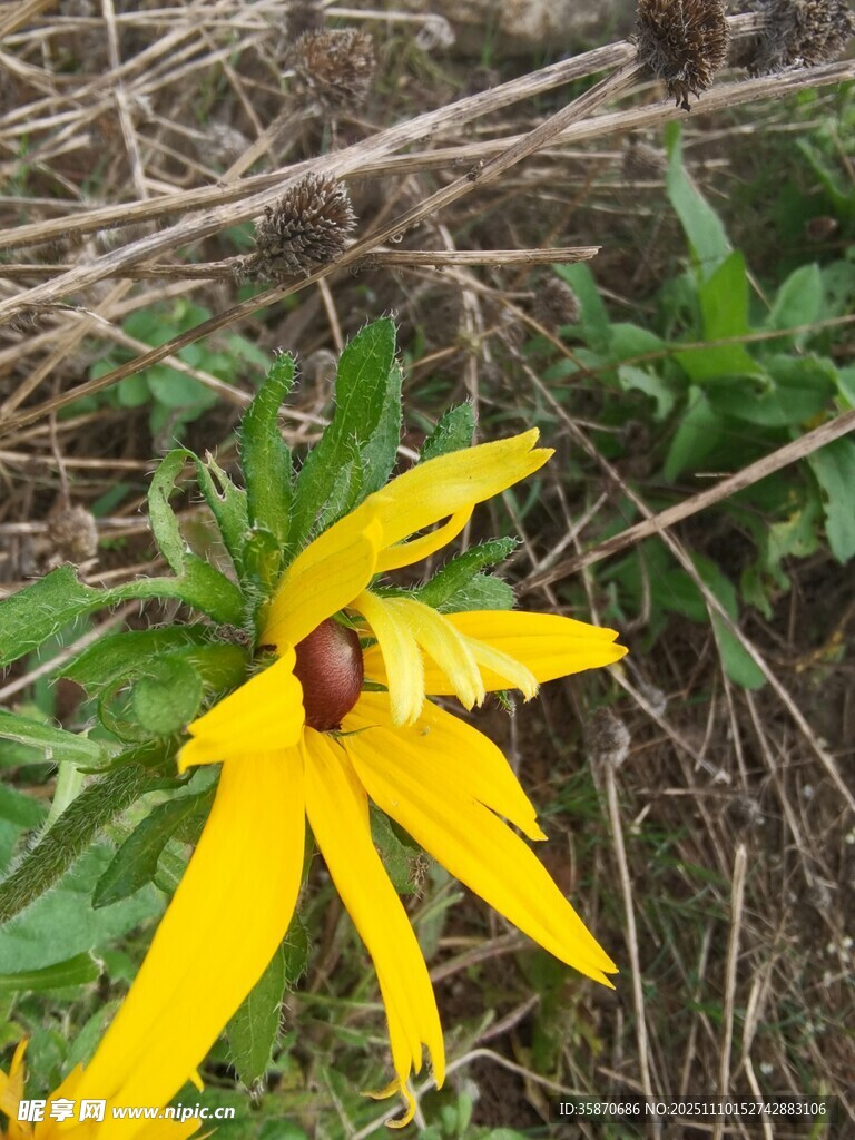 黄色野花上的小瓢虫