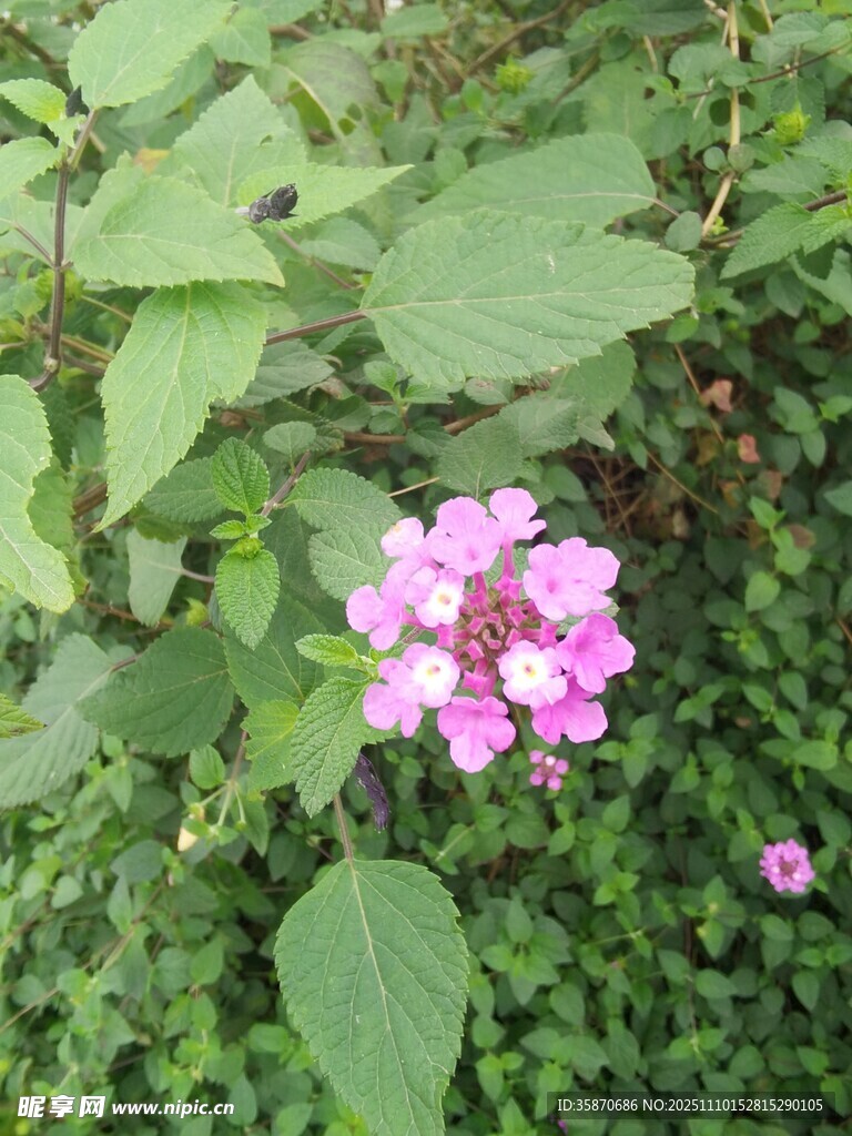 粉色小花绽放绿叶间