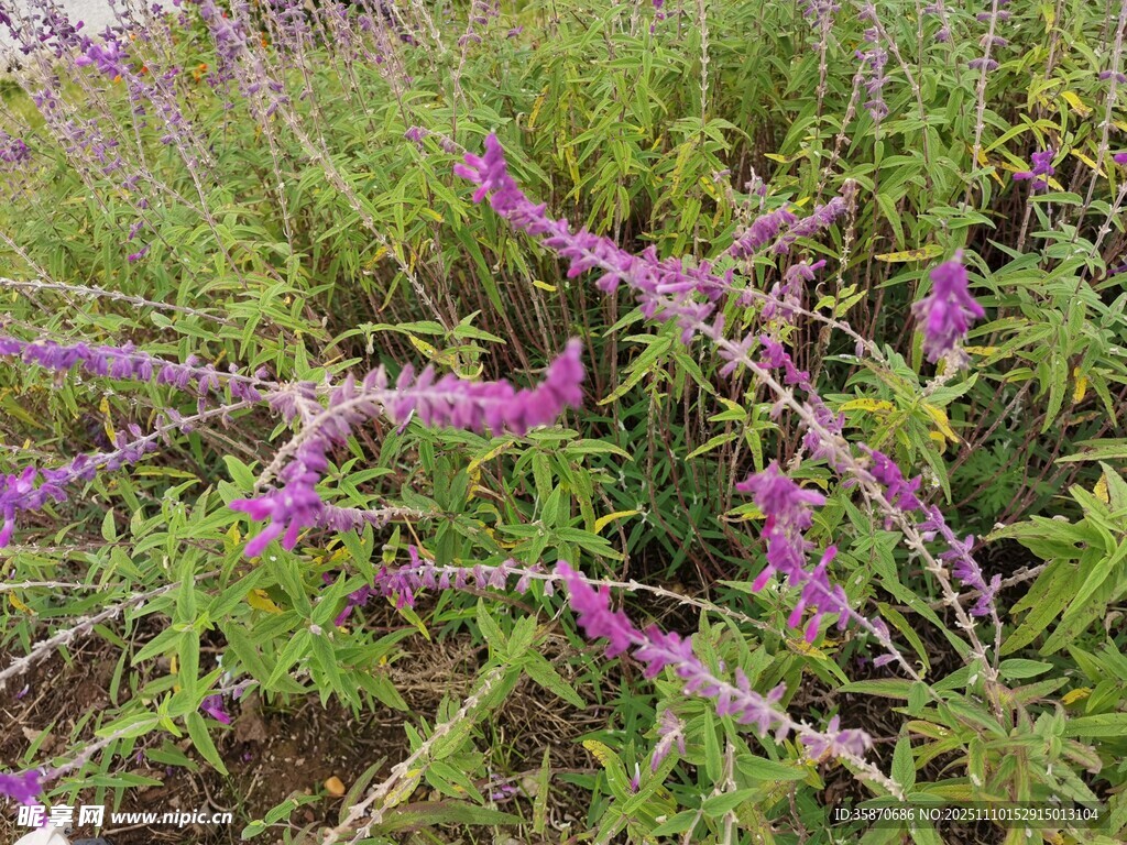 紫色花丛绽放生机