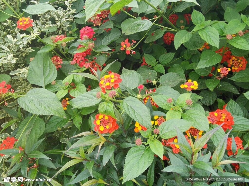 鲜艳多彩的花卉植物景观