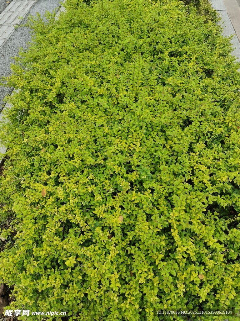翠绿繁茂的低矮绿植景观