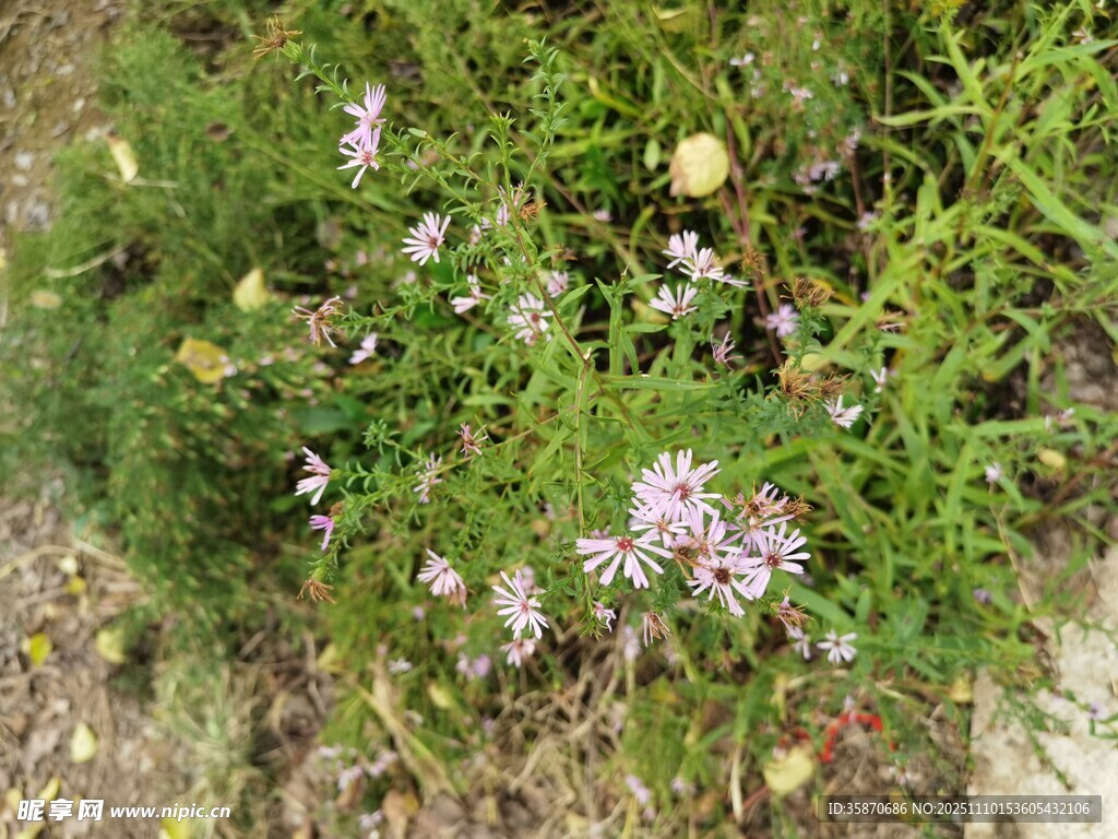 草丛中的紫色小花