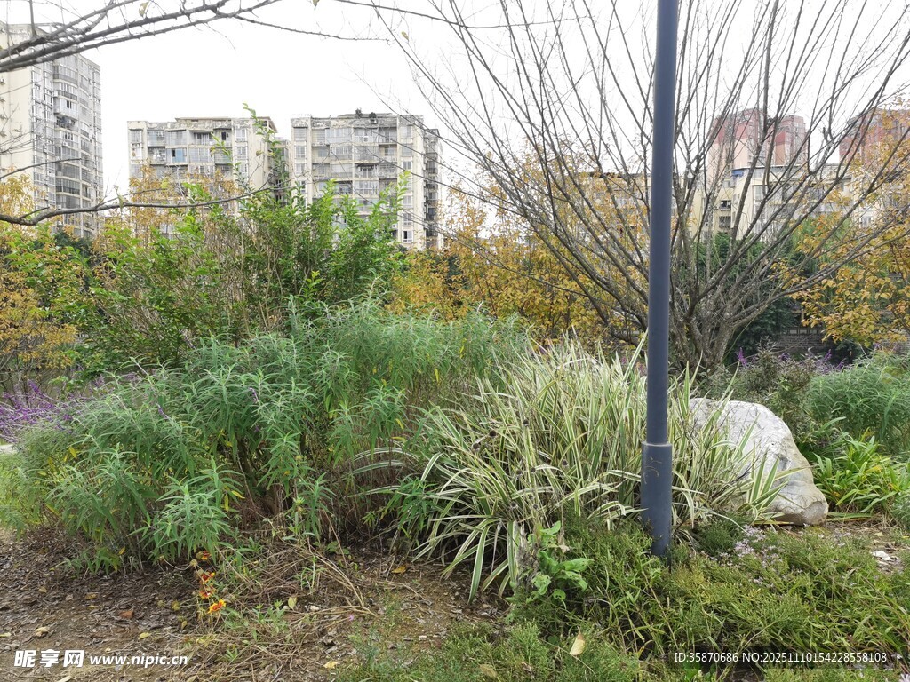 城市中的自然绿植景观