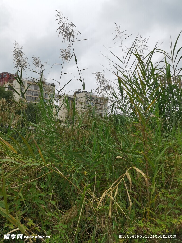 野外繁茂的绿色芦苇丛