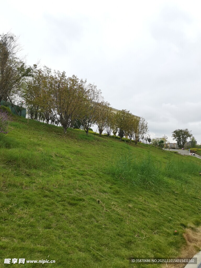 绿意盎然的草地与树木景观