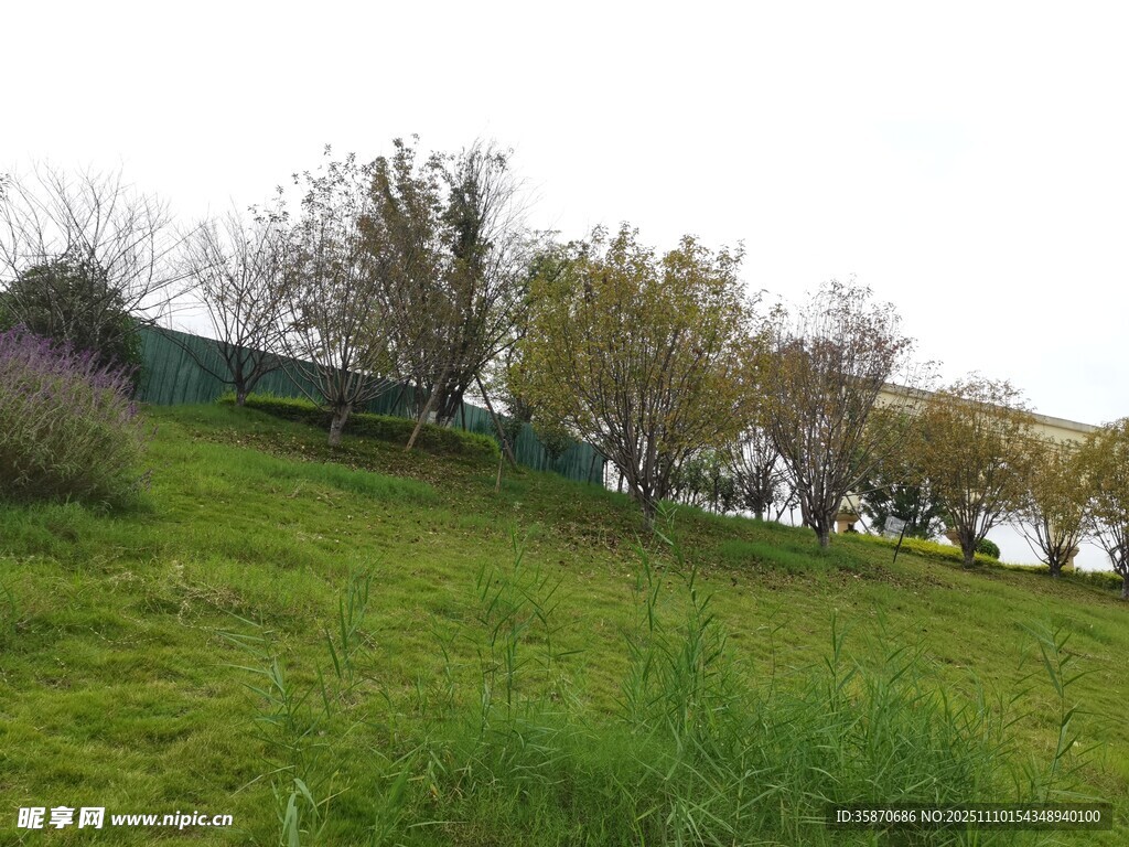 绿意盎然的户外田园风光