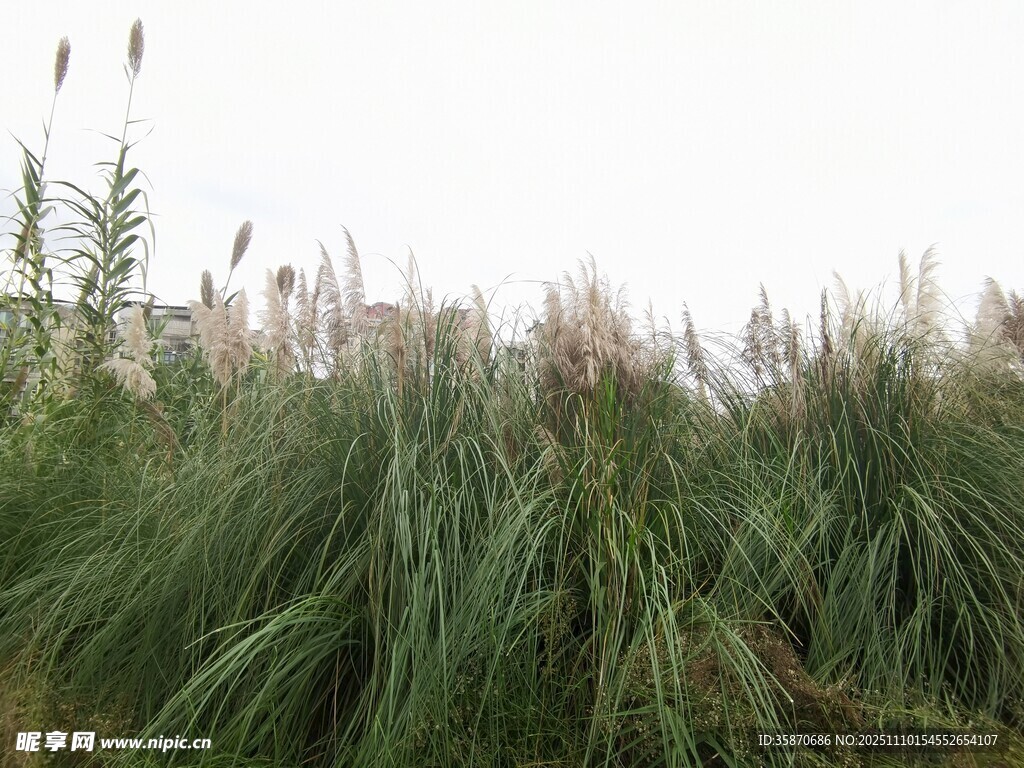 野外茂密的绿色芦苇丛