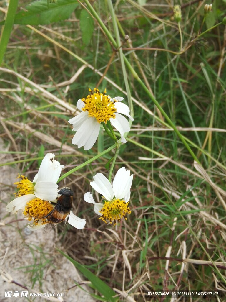 草地上的白色小花