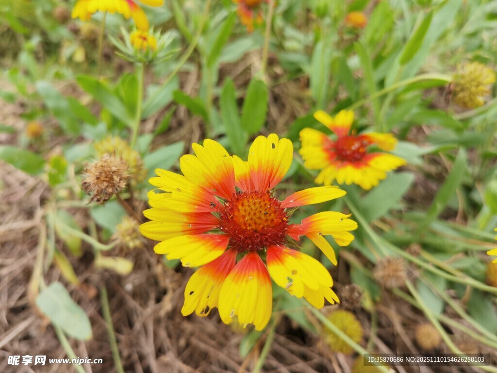 野外绽放的艳丽天人菊