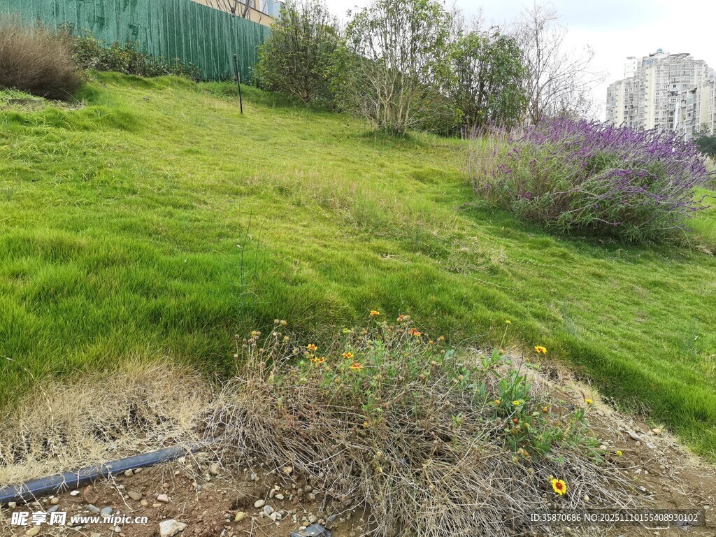 绿意盎然的户外草地景观