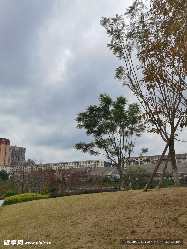 城市公园草地树木景观