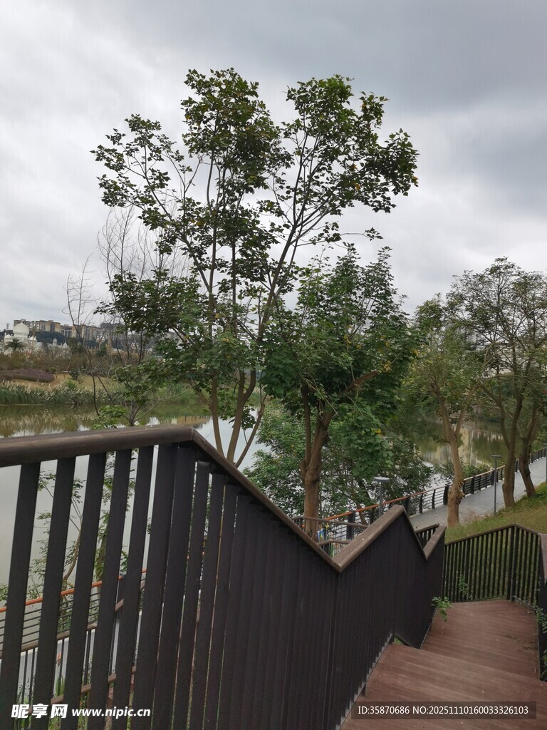 户外木质楼梯旁的绿树景