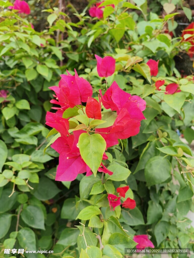 艳丽三角梅绽放绿叶间