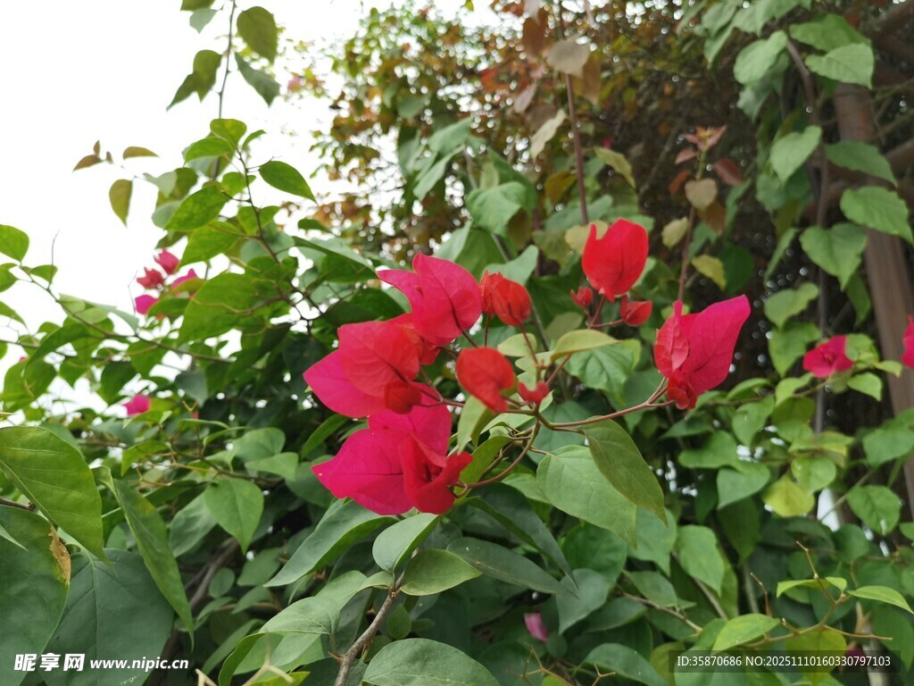 娇艳三角梅绽放绿叶间