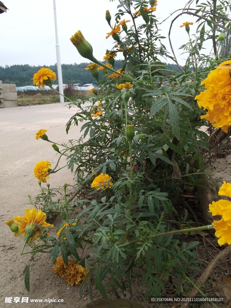 路边绽放的鲜艳黄色花朵