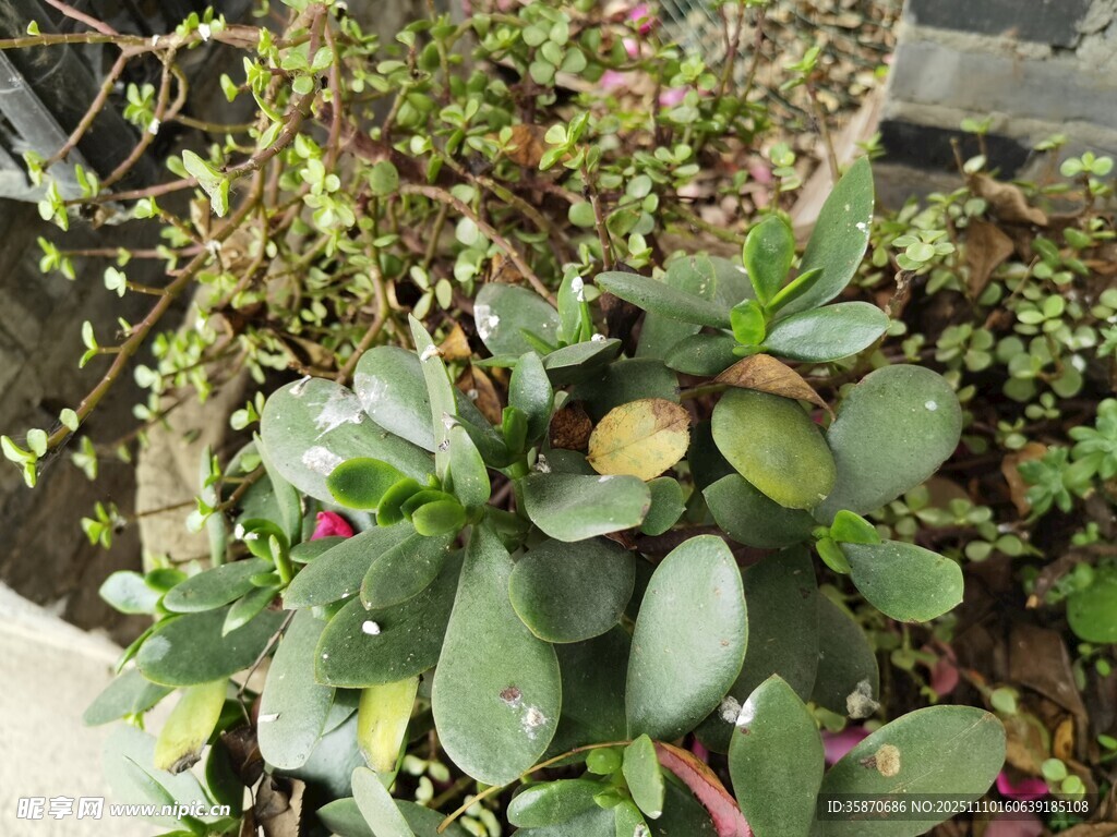 翠绿多肉植物生机勃勃