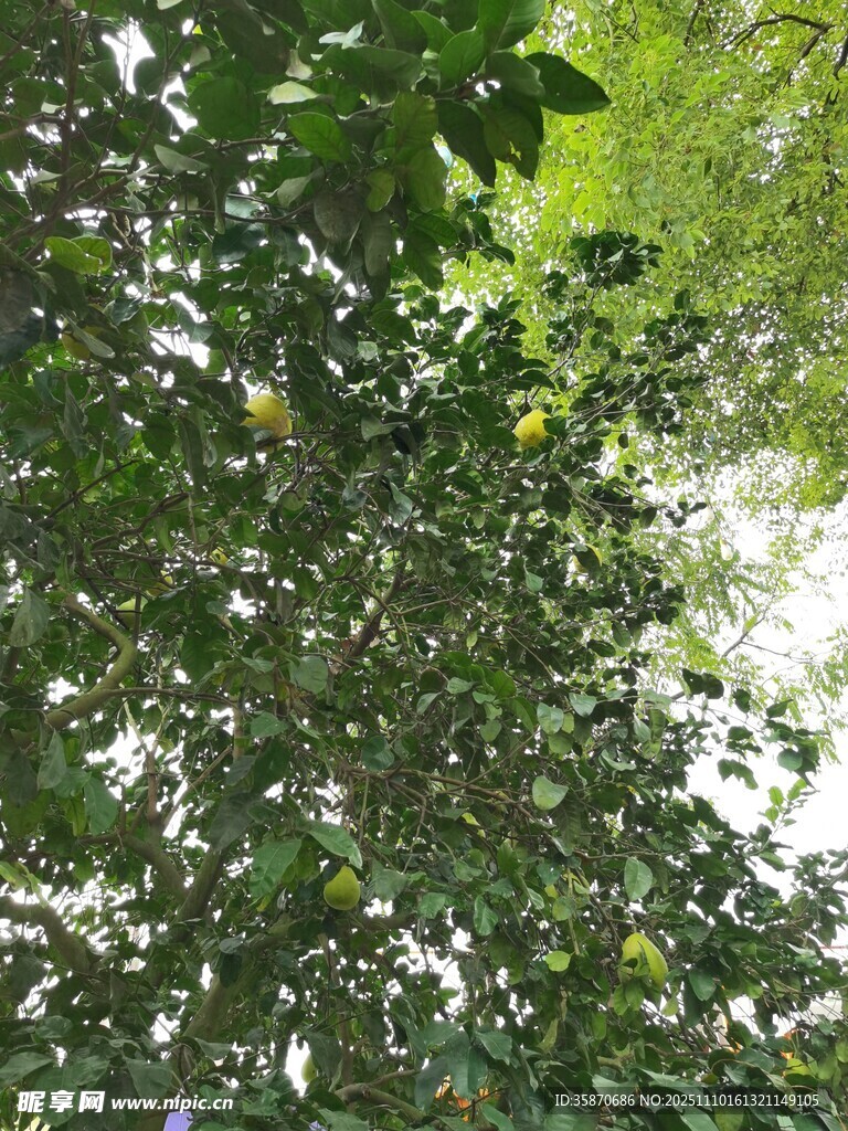 枝叶繁茂的绿意景象