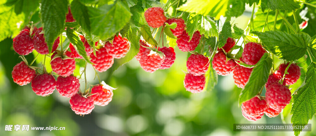 枝头红果鲜嫩诱人的树莓