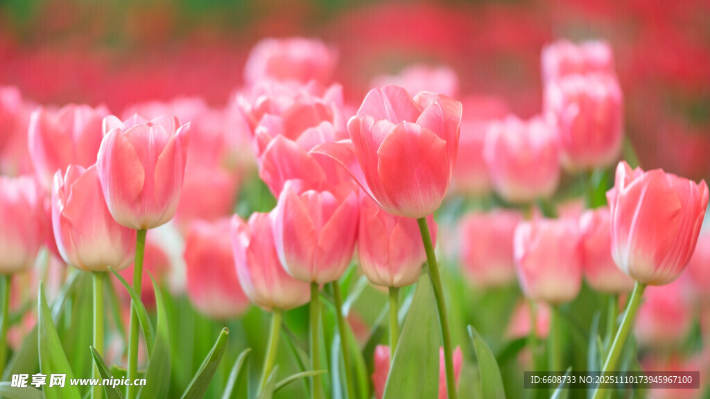 粉色郁金香花海绽放