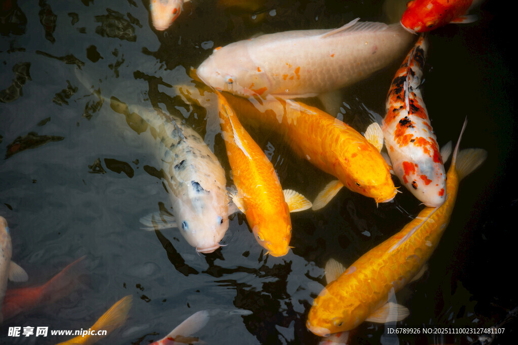 池塘中游动的多彩锦鲤