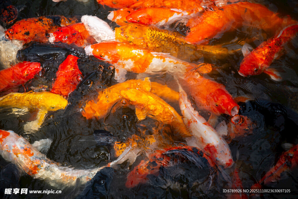 池塘中游动的多彩锦鲤