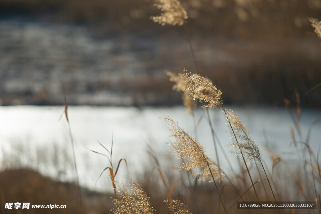 湖畔芦苇在风中摇曳