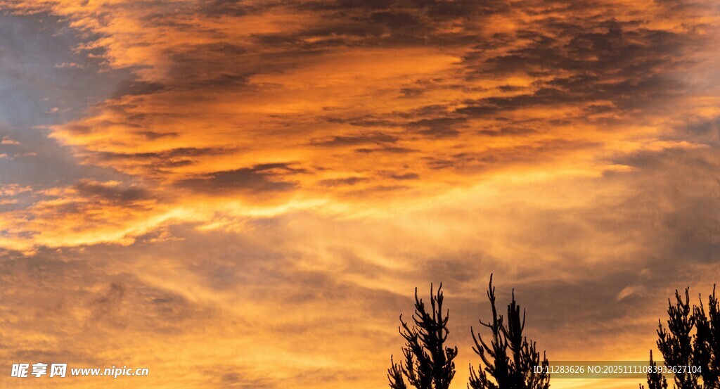 夕阳下的绚丽天空与树木