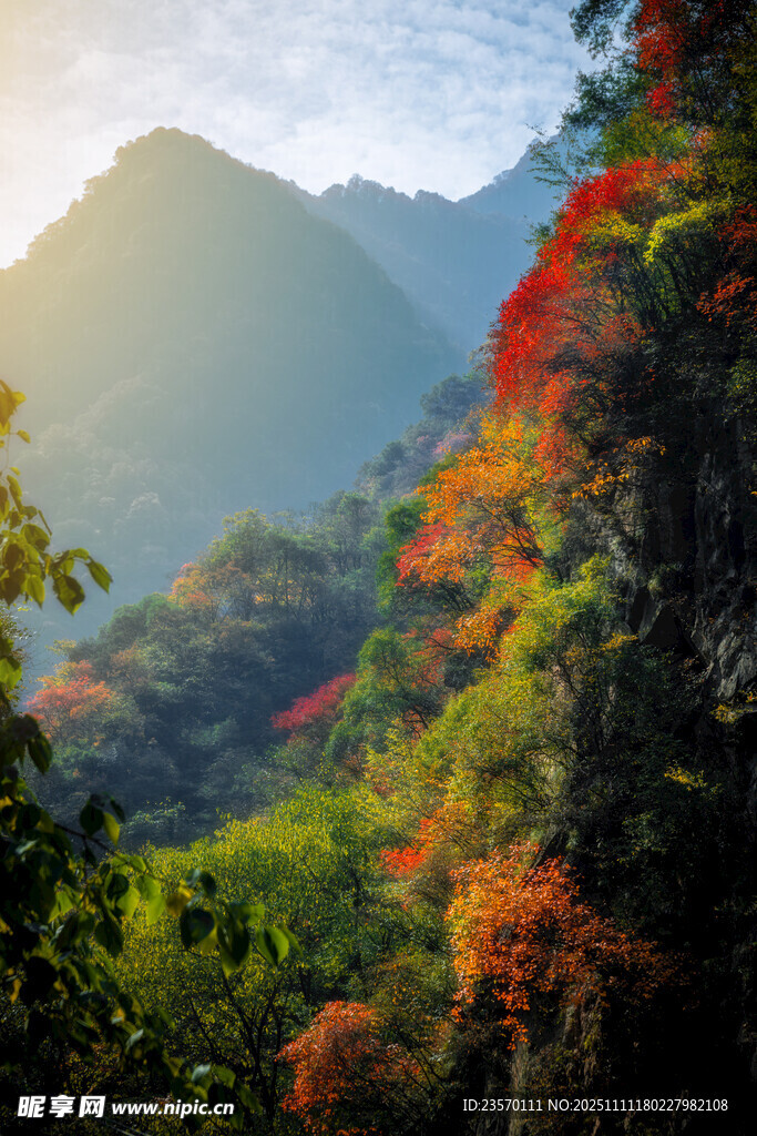 山间秋景绚烂红叶映翠谷