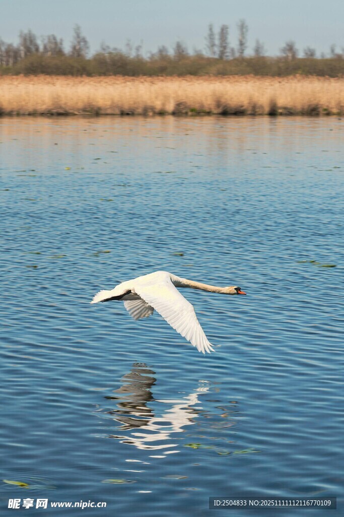 天鹅展翅于碧波之上