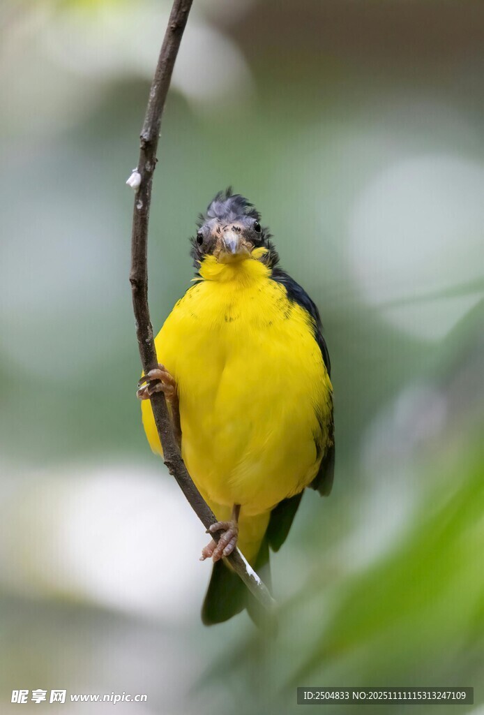 枝头黄羽小鸟