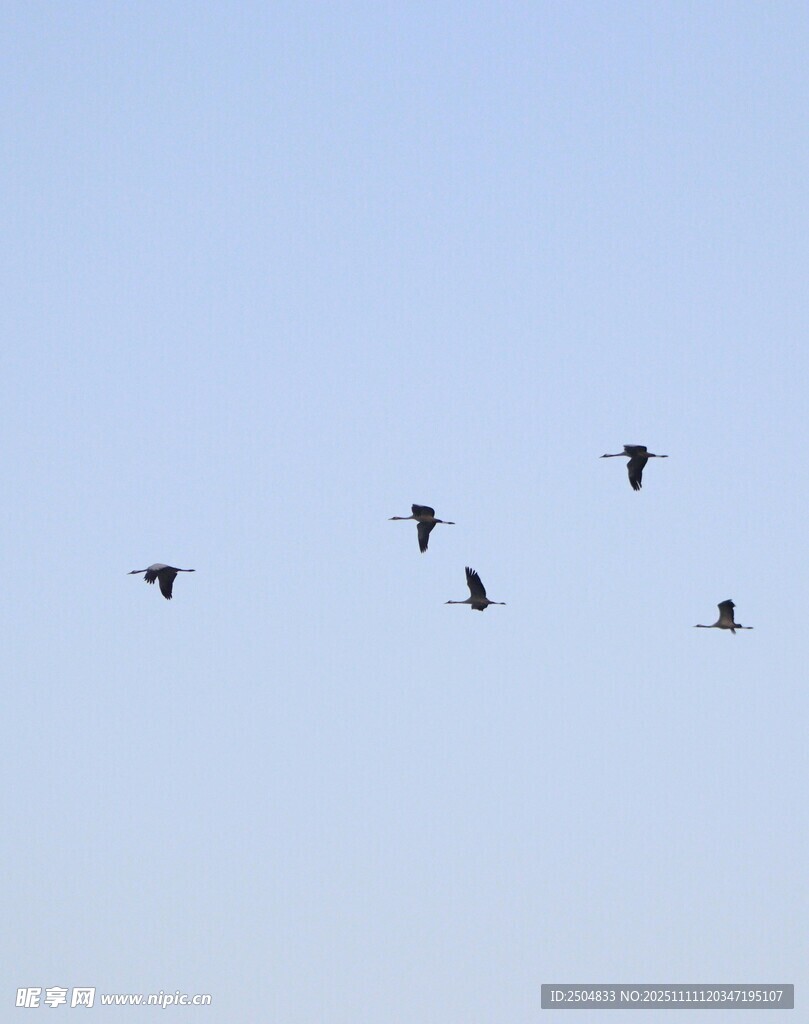 天空中飞翔的鸟群