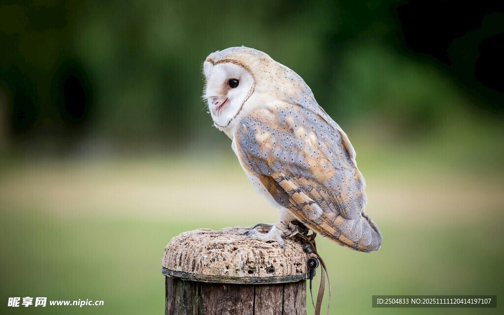 木桩上的猫头鹰