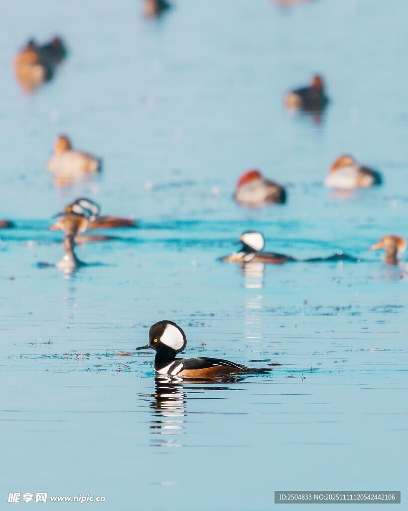 水面上的多彩 禽