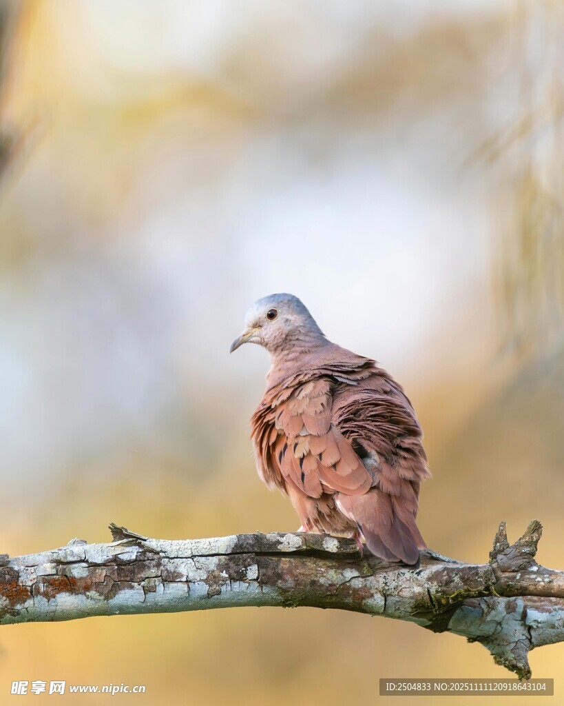 枝头栖息的棕红色斑鸠