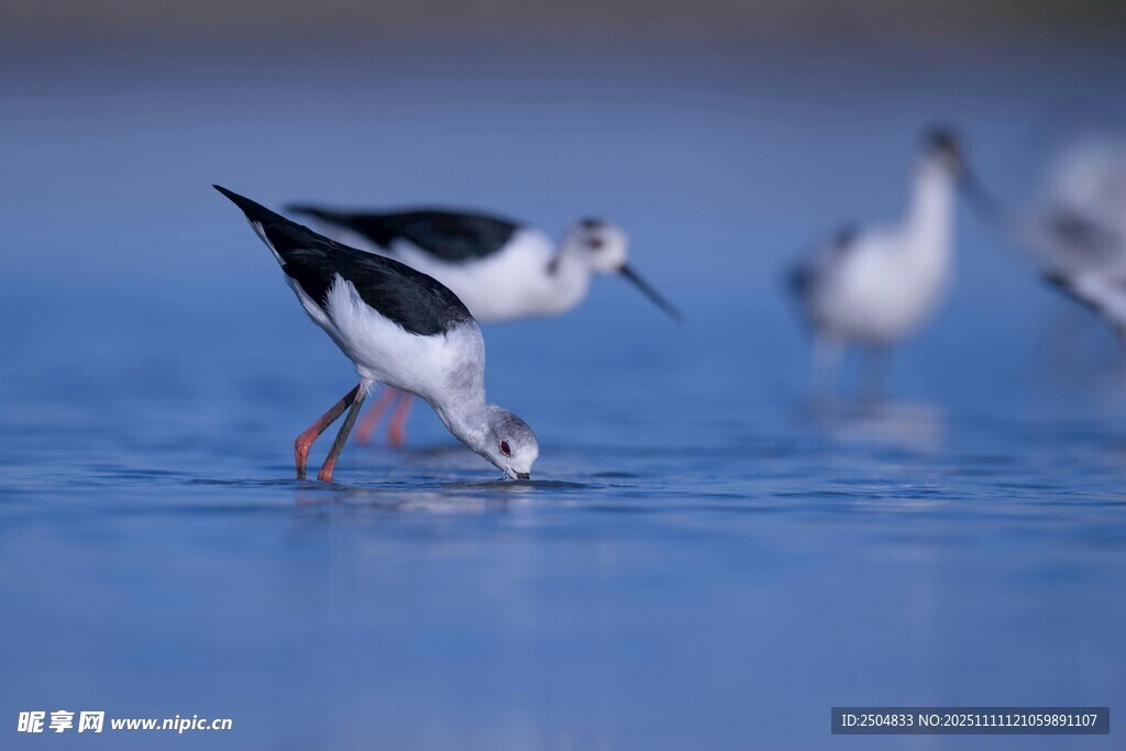 黑翅长脚鹬水中觅食