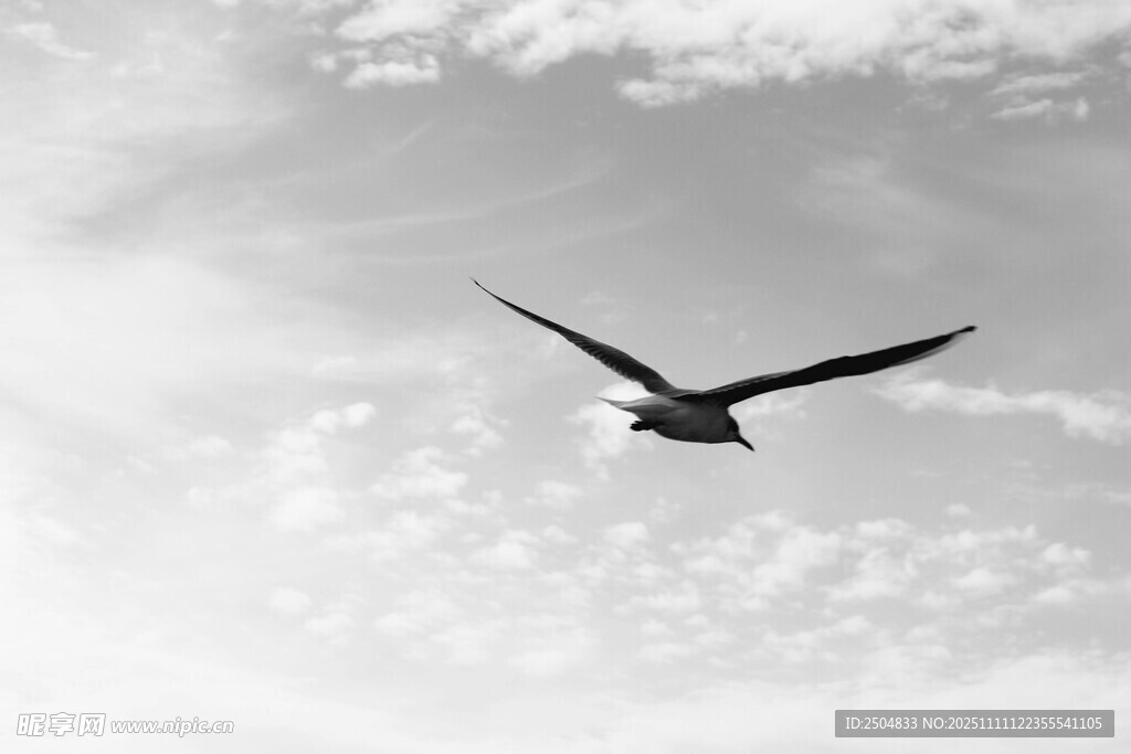 翱翔天际的飞鸟