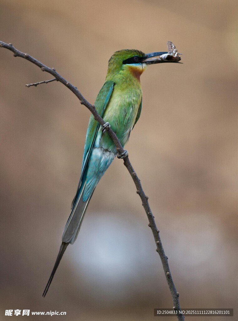 绿喉蜂虎衔虫栖于枝