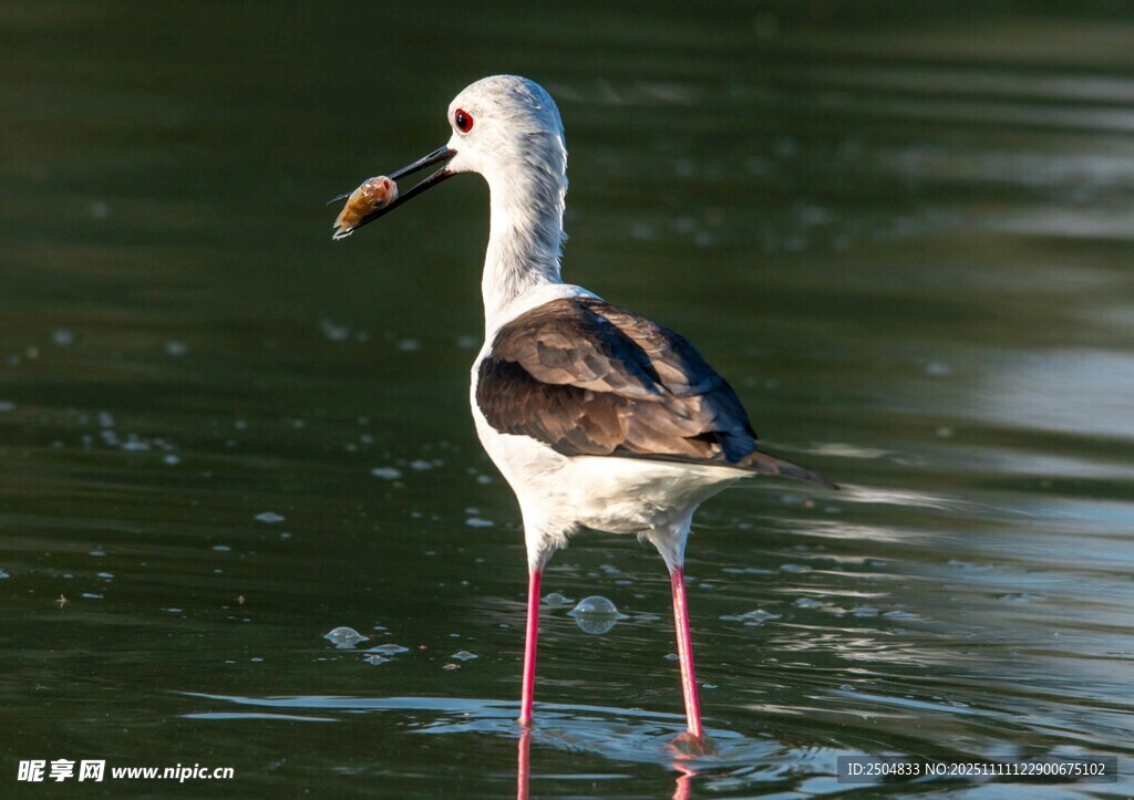 长脚鹬水中衔物觅食