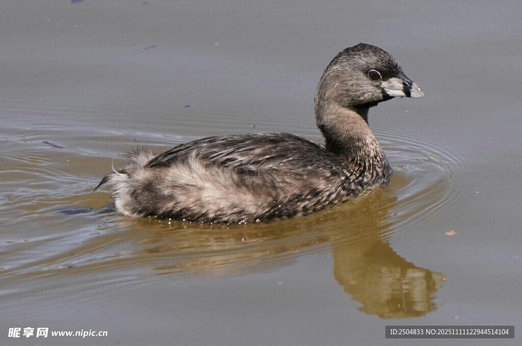 水中 弋的小鸊鷉