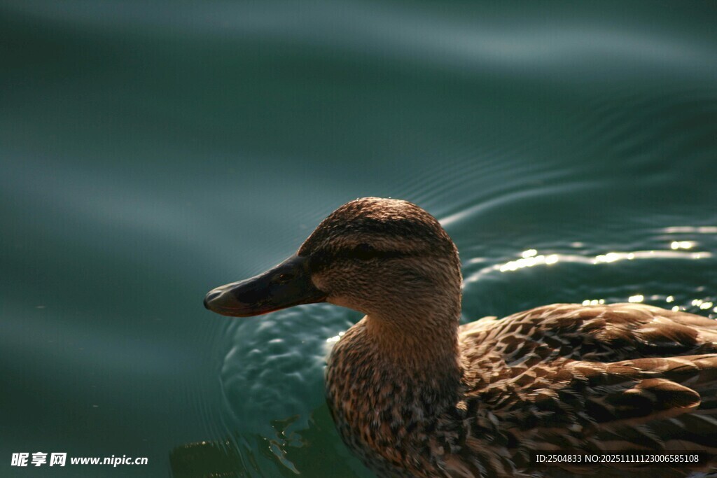 水中 弋的棕色鸭子