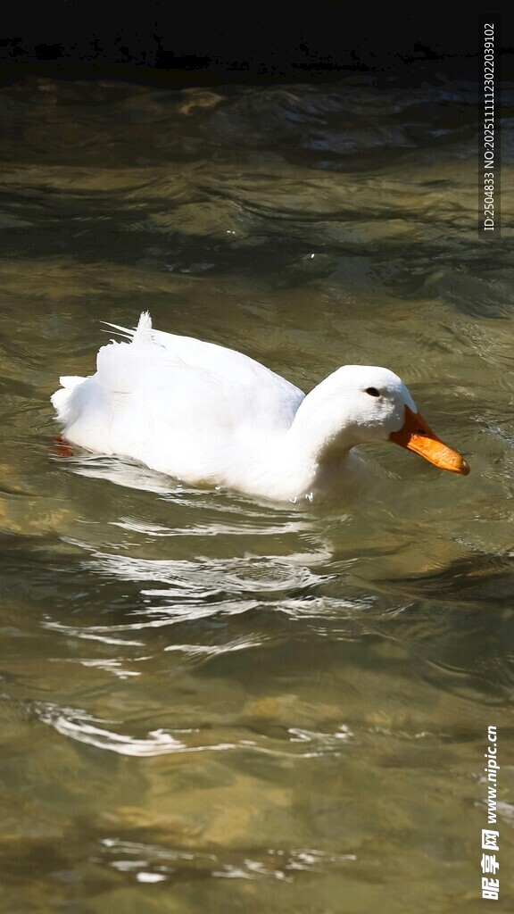 白鸭水中 