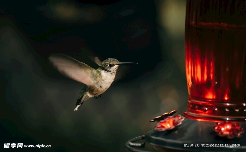 蜂鸟于夜间喂食器旁