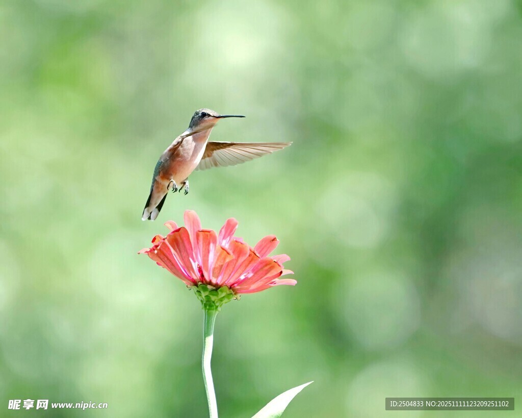蜂鸟停驻于娇艳红花上