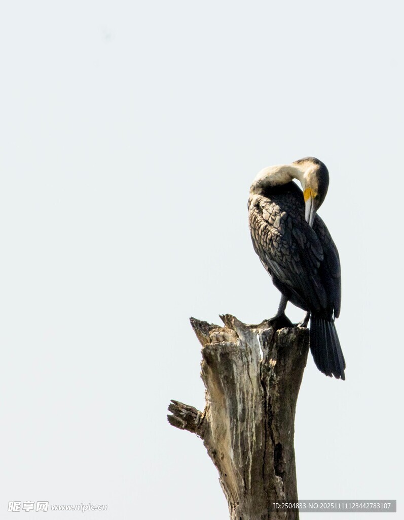 枝头鸬鹚 悠然整理羽毛