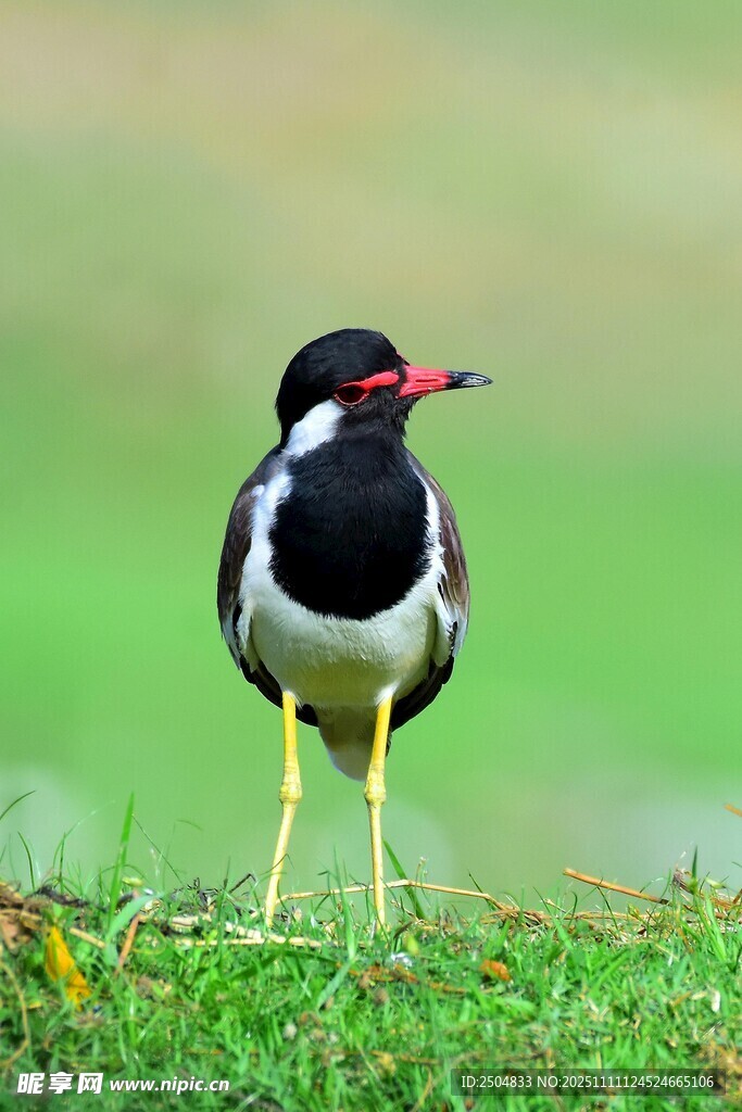 草地上的黑白色小鸟