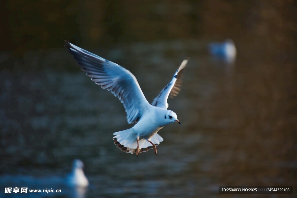 海鸥展翅飞翔于水面