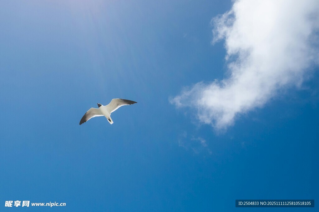 蓝天海鸥展翅飞翔