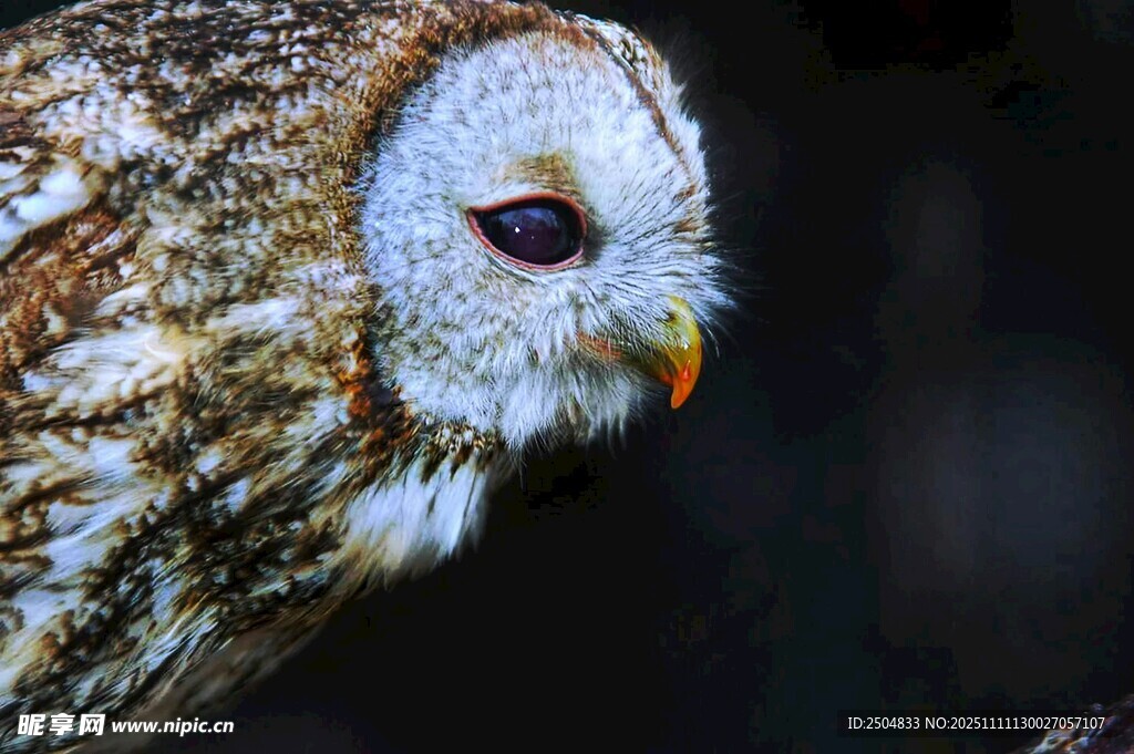 特写 神态专注的猫头鹰